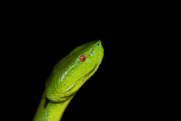 A very venomous and endemic snake Sabah Bamboo Pit Viper (Trimeresurus popeorum sabahi) is Sabah,...