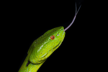 A very venomous and endemic snake Sabah Bamboo Pit Viper (Trimeresurus popeorum sabahi) is Sabah, Borneo Island