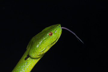 A very venomous and endemic snake Sabah Bamboo Pit Viper (Trimeresurus popeorum sabahi) is Sabah, Borneo Island