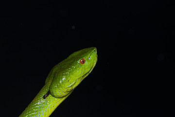 A very venomous and endemic snake Sabah Bamboo Pit Viper (Trimeresurus popeorum sabahi) is Sabah, Borneo Island
