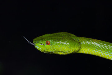 A very venomous and endemic snake Sabah Bamboo Pit Viper (Trimeresurus popeorum sabahi) is Sabah, Borneo Island