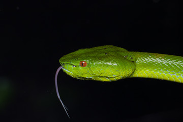 A very venomous and endemic snake Sabah Bamboo Pit Viper (Trimeresurus popeorum sabahi) is Sabah, Borneo Island