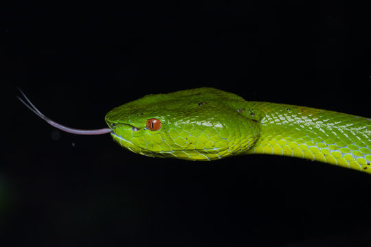 A very venomous and endemic snake Sabah Bamboo Pit Viper (Trimeresurus popeorum sabahi) is Sabah, Borneo Island
