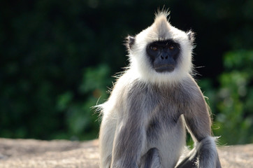 Obraz premium monkey portrait