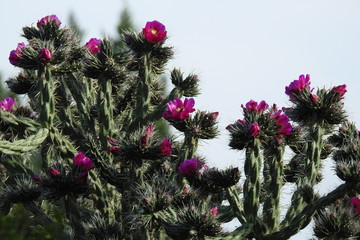 Cholla cactus flower, Yavapai County, Camp Verde, Arizona.