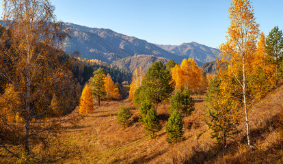 Fototapeta premium Forested mountains, autumn nature on a sunny day