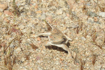 Desert horned lizard, Mojave Desert, California. 