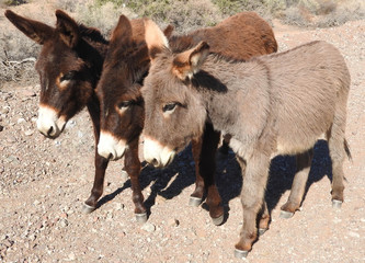 Wild burros roaming the Mojave Desert, Parker Dam area, San Bernardino County, California.