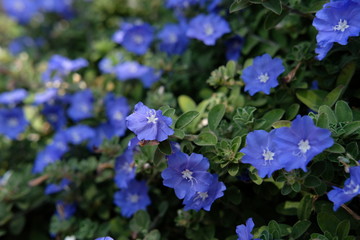 Fototapeta na wymiar Evolvulis alsinoides / morning glory flower - Purple flowerscape 