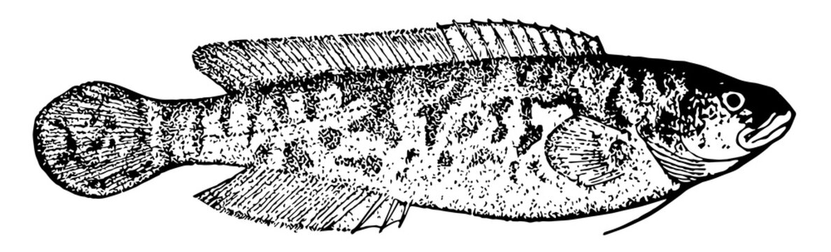 River Blackfish, vintage illustration.