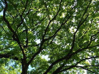 tree in spring