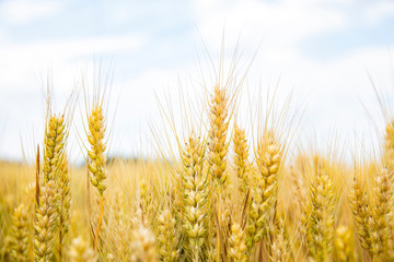Fototapeta premium The wheat fields are under the blue sky and white clouds