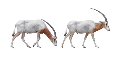 Wildlife  Two Africa Scimitar Oryx iisolated on white background. Clipping path included.