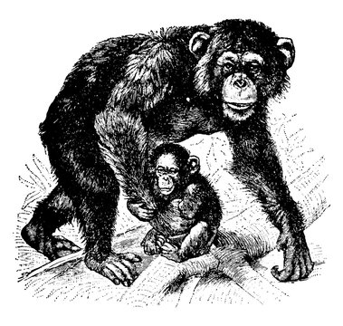 Chimpanzee, Vintage Illustration.