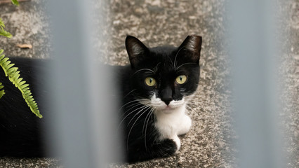 black and white cat at street