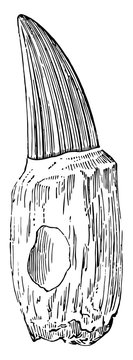 black and white dinosaur tooth drawing clip art preview