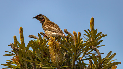 The Red Wattlebird in Phillip Island, Australia