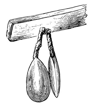 Modern Lingula, vintage illustration.