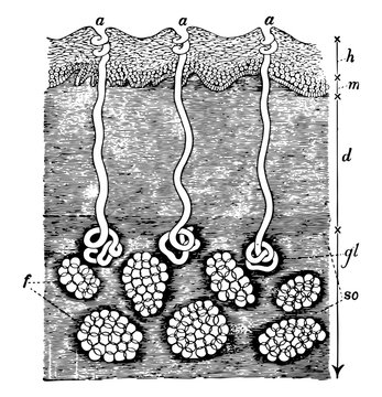 Section of the Skin and Subcutaneous Areolar Tissue, vintage illustration.