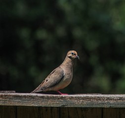 Pigeon on Wooden Fence
