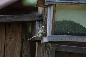 A Housebird on Bird Feeder