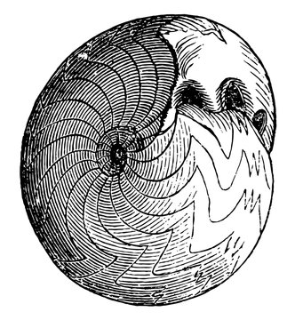 Goniatites sphericus, vintage illustration.
