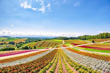 Gordijnen Colourful Flower Garden with Blue Sky at Shikisai No Oka Flower Garden in Summer, Biei Town, Hokkaido, Japan © iamdoctoregg