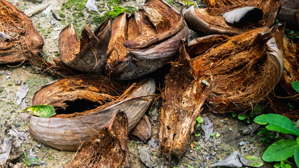 The close up view of the coir or coconut fiber that has been peeled on the ground.