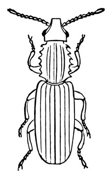 Saw Toothed Grain Beetle, vintage illustration.