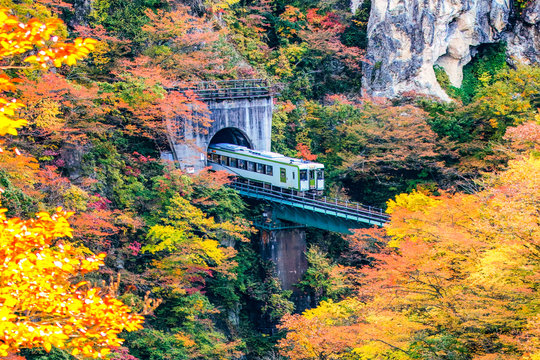 Train with Colourful Maple Trees on Hillside of Naruko Gorge in Autumn, Miyagi, Japan