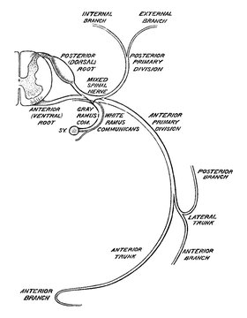 Distribution of a Spinal Nerves, vintage illustration.