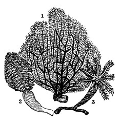 Alcyonaria, vintage illustration. © Morphart