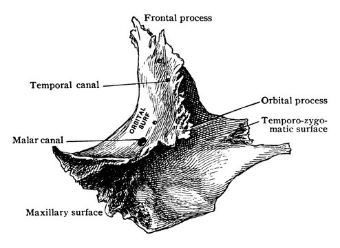 Inner Aspect of Malar Bone, vintage illustration.