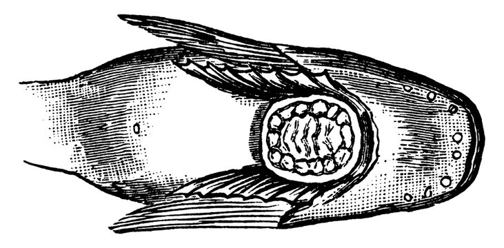 Snailfish Sucker Between the Pectoral Fins, vintage illustration.