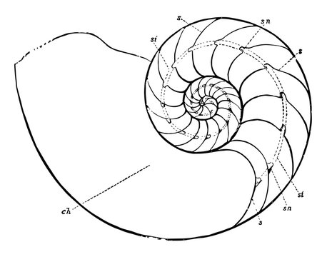 Nautilus Drawing Images – Browse 20,335 Stock Photos, Vectors, and Video |  Adobe Stock
