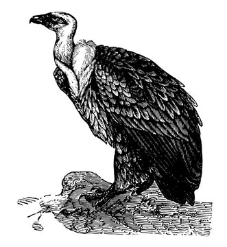 recommend clip art: The Fulvous Vulture, vintage illustration.