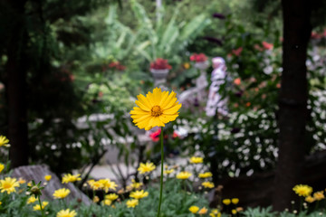 yellow flowers in the garden