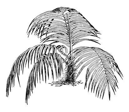 Acanthophoenix Crinita vintage illustration.