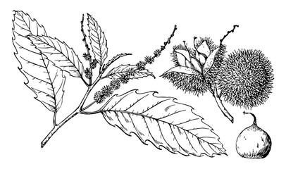 Branch of American Chestnut vintage illustration.