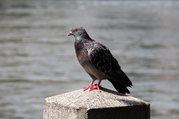 Wild pigeon closeup on Roosevelt Island, NYC