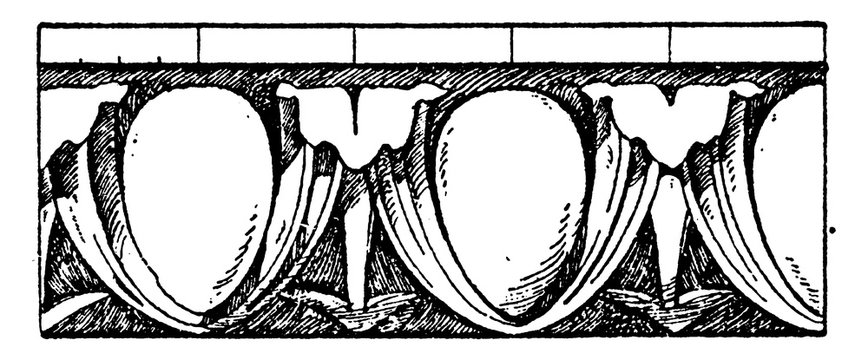 Renaissance Egg-and-Dart Moulding, round ovolo ,  vintage engraving.