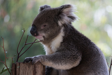 The Australian Koala (Phascularctos cinereous) 	
