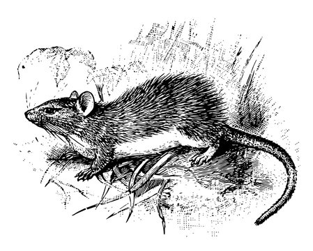 Guyenne Spiny Rat, vintage illustration.