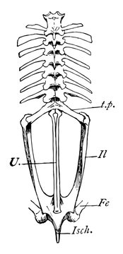 recommend clip art: Bullfrog Vertebrae, vintage illustration