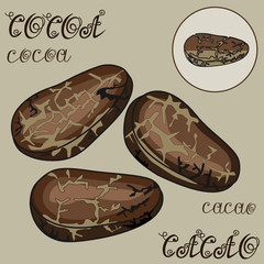 Cocoa, cacao beans, chocolate tree seeds, color vector illustration on a beige gray isolated background with monogram inscriptions, hand drawn clip art