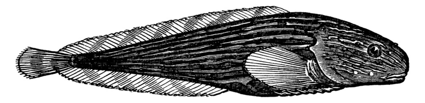 Snailfish, vintage illustration.