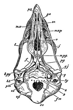 recommend clip art: Sparrowhawk Skull, vintage illustration.