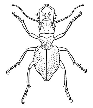 Manticora Tuberculata, vintage illustration.