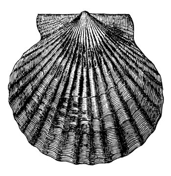 Atlantic Bay Scallop, Vintage Illustration.