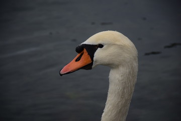 White swan on lake, closeup, profile, water drops on face.